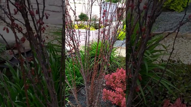 Срезаю барбарис под корень! Такой зимовки ещё не было ? смотреть онлайн