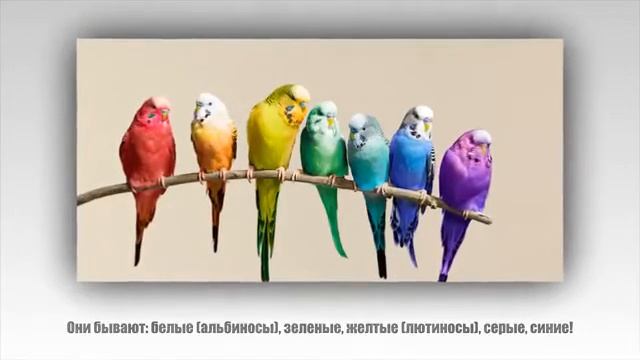 ВОЛНИСТЫЕ ПОПУГАИ. ФАКТЫ.