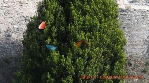 Тисс средний Хилли (boletus edilus) ? средний тисс Хилли обзор: как сажать, саженцы тисса Хилли