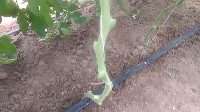 Формирование кустов томата смотреть онлайн