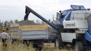 енисей 950 на уборке подсолнечника