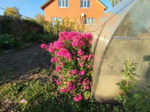 Осенняя подготовка почвы под капусту