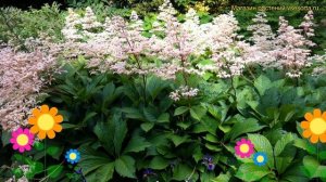 Роджерсия перистая. Краткий обзор, описание характеристик, где купить рассада rodgersia pinenata