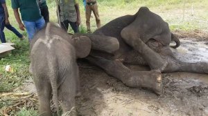 Injured Elephant mother let her baby to suckle Milk until her final breath |Mother's love never fad