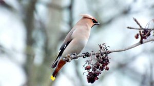 КРАСИВОЕ ПЕНИЕ СВИРИСТЕЛИ | BOMBYCILLA GARRULUS
