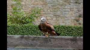 Хищные птицы/Их разновидность©?