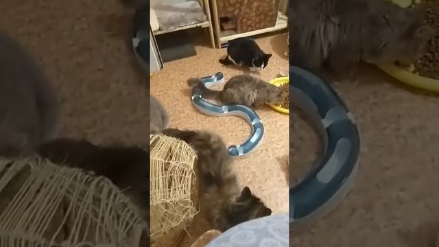 Ночной приют