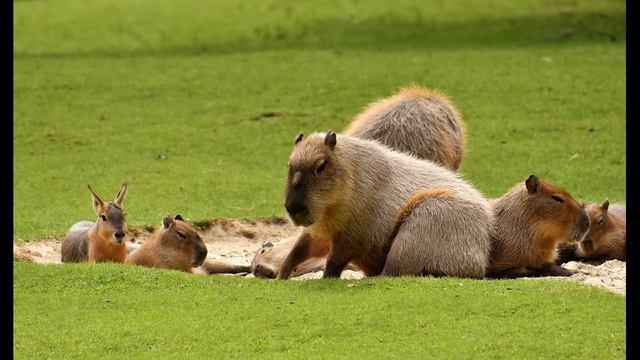 Звуки и разговор капибара для развития детей/ Интересные факты для детей смотреть онлайн