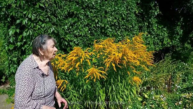 Солидаго или золотарник