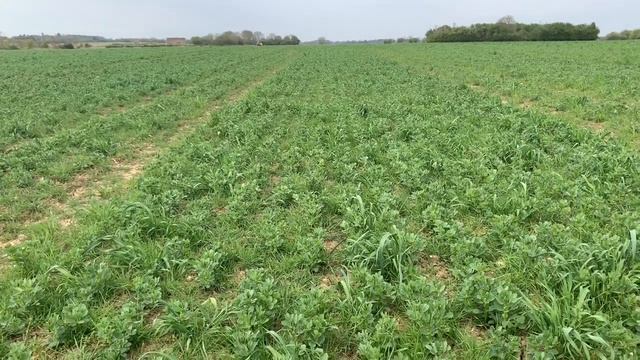 Hoeing Winter Beans смотреть онлайн