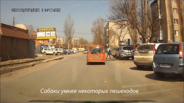 12*Животные-пешеходы,умные и дурные! / Law-abiding pedestrian смотреть онлайн