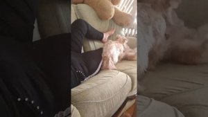 Собака любит хозяйку