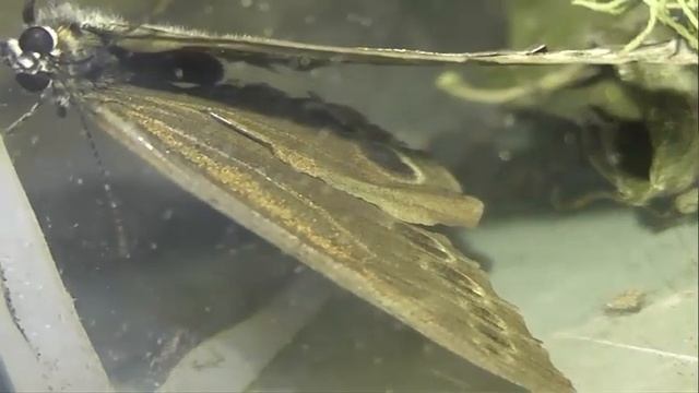 ИНСЕКТАРИЙ: 328. Краеглазка Ахина (Lopinga achine) смотреть онлайн