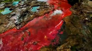 мечта #9 - Река Каньо-Кристалес (исп. Caño Cristales) в Колумбии
