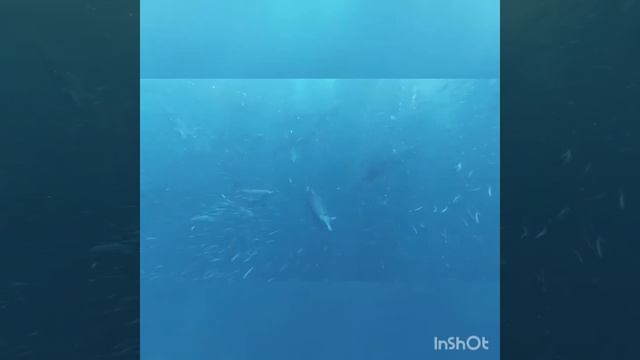 Дельфины Relaxing sleep music, stress relief, meditation music, раслабляющая музыка для сна смотреть онлайн