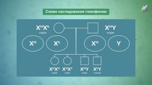 Хромосомная теория наследственности. Генетика пола