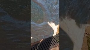 Еще одно детище - "Вольная птица".