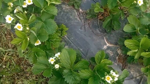 Вайбрант. Сорт клубники который зарабатывает ??? смотреть онлайн