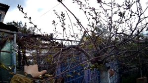 Плакучая вишня. Секрет садовода.