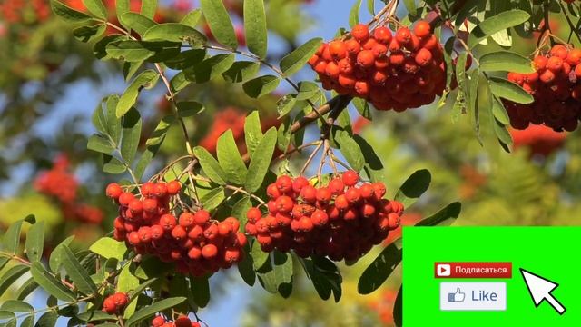 7 сентября День Варфоломея, Тит Листопадник. Приметы и запреты дня. смотреть онлайн