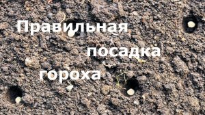 Правильная посадка гороха!
