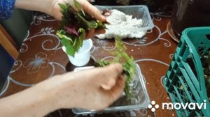 Пересаживаю колеусы с корнями