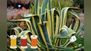 Yüzyıl Bitkisi - Agave americana