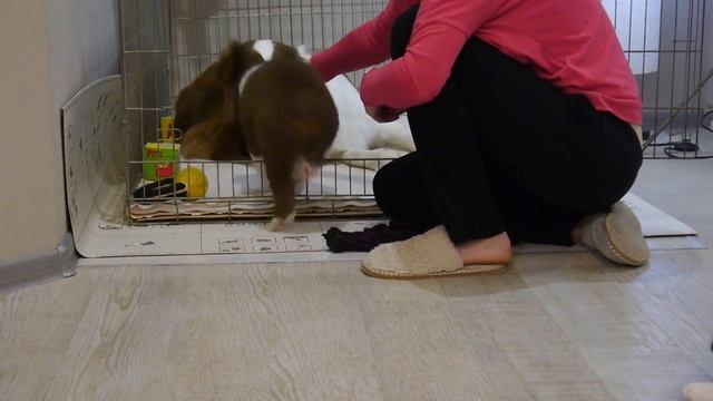 Как приучить щенка к клетке и зачем это нужно. В главных ролях - щенки австралийской овчарки. смотреть онлайн