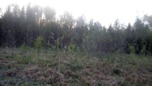 Вездеход ЗИС-5. С сыновьями по лесу.