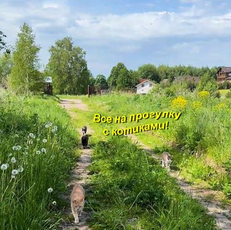 Почти лето, пойдем прогуляемся с котиками.