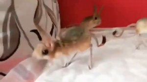 Тушканчики