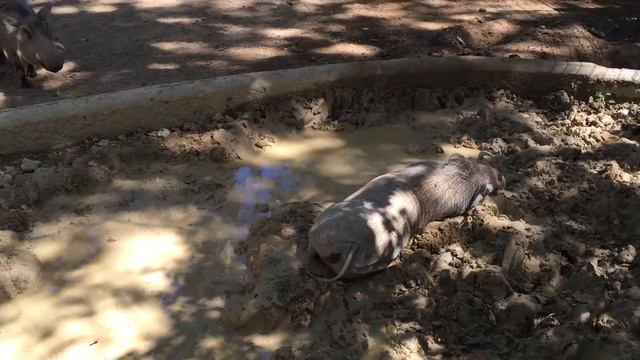 Барселонский зоопарк. Кабан и грязь смотреть онлайн