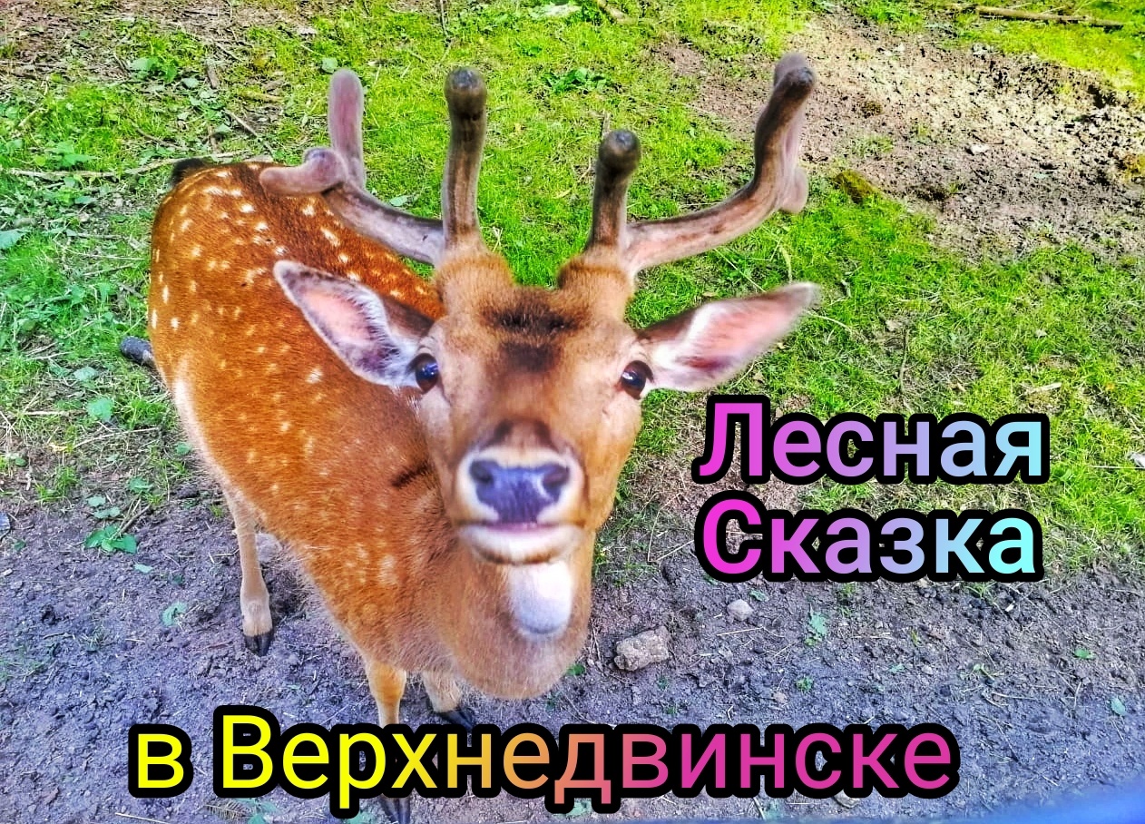 Беларусь Верхнедвинск! Лесная сказка! В мире животных)))