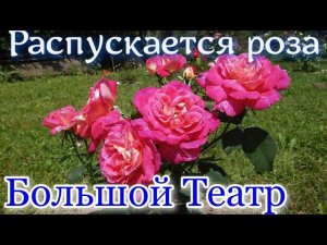 Как распускается роза  Большой Театр (Чайно гибридная) Timelapse Rose 4К. Bolshoi  (Meilland 1996)