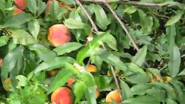 Персик Т-3 Вайн Голд под Орлом. смотреть онлайн