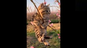 Приколы с котиками. Котики #109