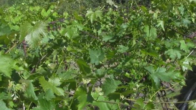 @Начинающему виноградарю о подвязке побегов Ответ на вопрос смотреть онлайн