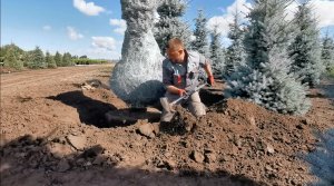 Ручная выкопка растений из грунта (2020 г.)