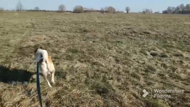 AKITOMANIA. Вальтер сориентировался. #акитомания #акита #dog #собака #americanakita #akita смотреть онлайн