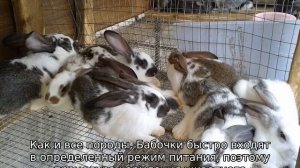 Кролик бабочка