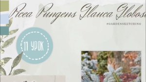 Урок 11. Рисуем ель "Globosa Серия: Шпаргалка для хвойных. Ландшафтный скетчинг Gardensketch