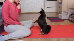 Как я дрессирую собаку. Утреннее занятие с чихуахуа Арчи
