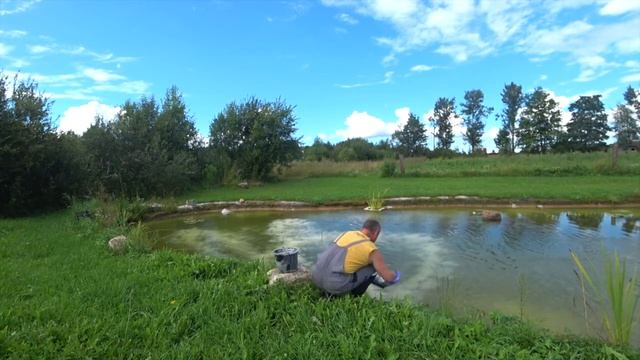 Рыбья вошь у меня в пруду. Борьба с вредителями, известкование водоема.