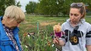 Ирисы бородатые - сеянцы Ворошиловой А.Б. Часть 3 / Сад Ворошиловой