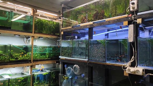 110 кг стекла и куча перемещений и подсчёта малька. смотреть онлайн