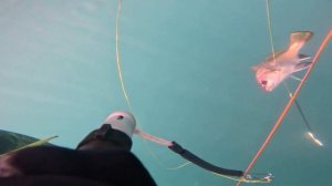 Горбыль Подводная охота Крым