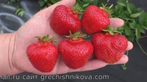 ЭЛЛИ ранний сорт клубники