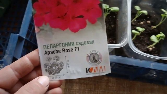 9 АПРЕЛЯ 2023 г. Моя РАССАДА ПЕТУНИИ, КОЛЕУСОВ, ТУНБЕРГИИ сегодня выглядит так...))) смотреть онлайн