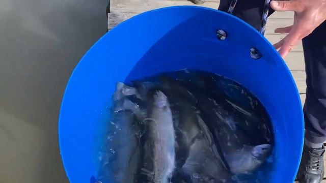 Воскресный запуск форели смотреть онлайн