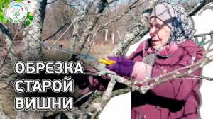 Обрезка вишни. Как обрезать старую вишню.